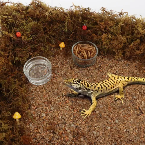 Miniatura 3 de Tazón de vidrio para alimentación de reptiles, 4 unidades, plato de agua para lagarto, araña, maíz, serpiente, ciempiés, escorpión, grillos pequeños