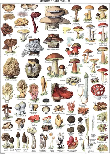 Miniatura 4 de Póster de hongos vintage impresos, tabla de referencia de identificación botánica de micología y hongos, volumen 1 y 2 (laminado, 18 x 24 pulgadas)