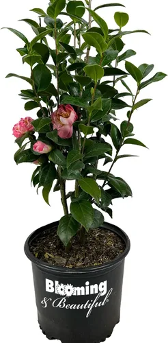 Blooming & Beautiful - Mrs. Lyman Clarke Camellia - 3 galones - Arbusto de hoja perenne - Floraciones grandes rosadas semidubles - Estambres dorados