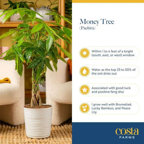 Miniatura 6 de Costa Farms Árbol del Dinero, planta viva en maceta decorativa, purificadora de aire, planta de interior grande, perfecta para decoración del hogar