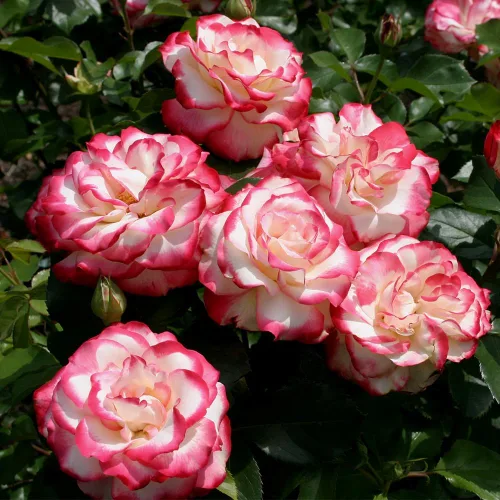 Miniatura 2 de Rosas de reliquia Grandiflora, planta de raíz propia viva para jardín al aire libre, Cherry Parfait™, ligeramente fragantes, zonas de rusticidad
