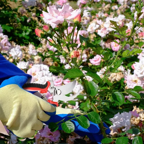 Miniatura 6 de Lothee 4 tijeras de podar para jardinería, tijeras de jardín de mano, tijeras de jardín resistentes, tijeras de corte de plantas de setos, tijeras
