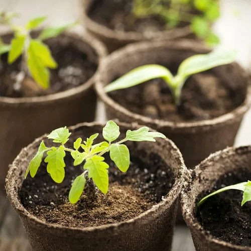 Miniatura 6 de Doter Musgo de Turba Sphagnum Orgánico, Añadido al Suelo y Enriquece las Raíces de las Plantas, Enmienda del Suelo de Jardinería y Medio de Suelo