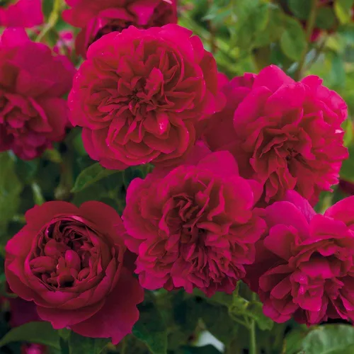 Miniatura 3 de Rosas arbustivas inglesas de reliquia, planta de raíz propia viva para jardín al aire libre, Thomas à Becket®, muy fragantes, zonas de rusticidad
