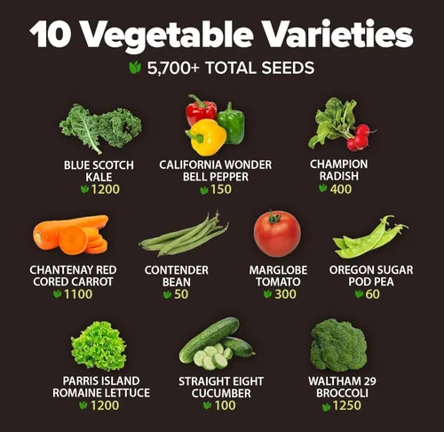 Miniatura 3 de HOME GROWN 10 semillas de verduras Heirloom – Más de 2000 semillas de supervivencia y equipo esencial de preparación de emergencias – Semillas