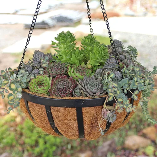 Miniatura 7 de Mountain Crest Gardens Sempervivum - Paquete variado de suculentas – 20 plantas de roseta vivas resistentes, sin repeticiones, enraizadas en macetas
