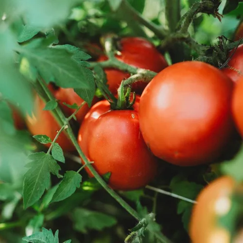 Perestroika - Tomate siberiano – 50 semillas – Variedad de reliquia rusa, ideal para estaciones cortas y climas fríos, semillas de tomate sin OMG