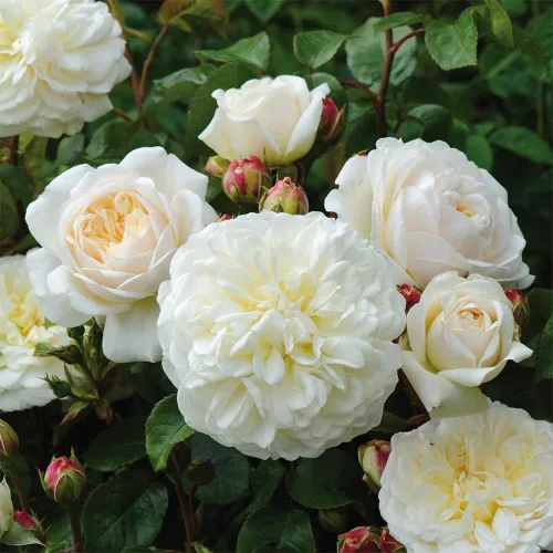 Miniatura 2 de Heirloom Roses David Austin Rose Plant - Arbusto de rosa blanco Tranquillity®, planta viva para plantar al aire libre