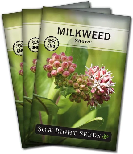 Sow Right Seeds - Semillas llamativas de algodoncillo para plantar - Atrae monarca y otras mariposas a tu jardín - Semillas de reliquia sin OMG con