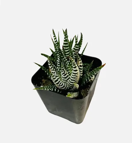 Miniatura 9 de Plantas suculentas vivas de USKC (Graptopetalum Superbum de 2 pulgadas)