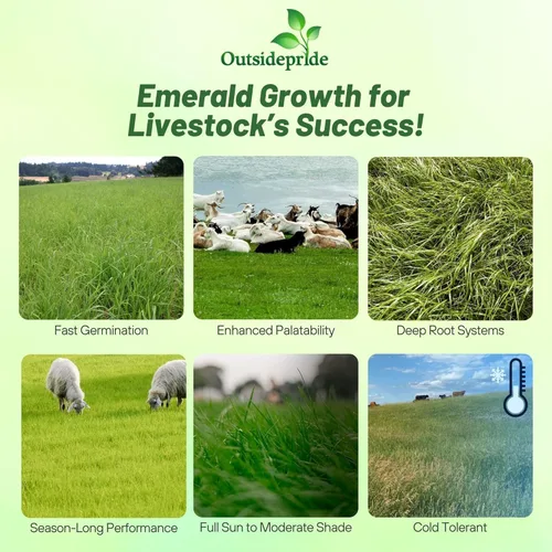 Miniatura 3 de Outsidepride Semillas de pastos Great Gains - 5 lb. Perenne, tolerante a la sequía y al frío, hierba alta en azúcar para ovejas y cabras, forraje