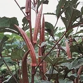 Miniatura 3 de Okra Red Borgoña Great Heirloom Vegetable By Seed Kingdom Bulk Semillas de 1 libra
