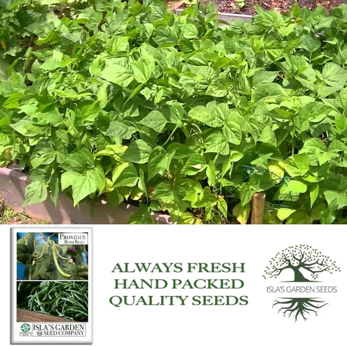 Miniatura 3 de Provider Bush - Semillas de frijol verde (Phaseolus vulgaris) - Más de 30 reliquias sin OMG de Isla's Garden, variedad de cosecha temprana