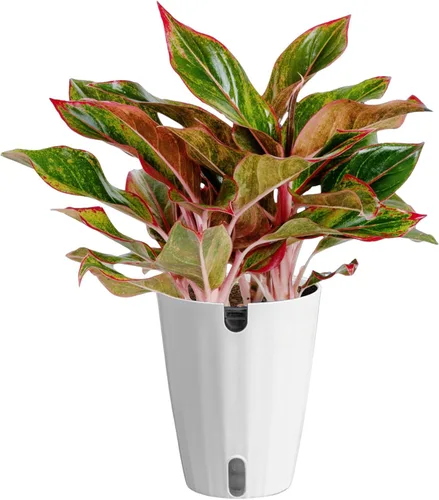 Miniatura 14 de Costa Farms Árbol de hoja perenne chino, fácil de cultivar, planta de interior en maceta en maceta en bonita maceta decorativa, regalo diario
