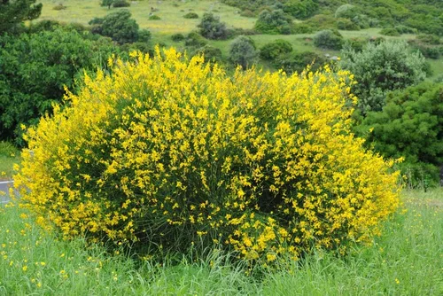 Cytisus scoparius - Semillas de escoba escoba escocesa para plantar (30 semillas), flores amarillas vibrantes, ideales para privacidad y paisajismo