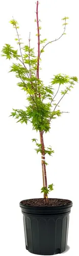Miniatura 10 de El arce verde japonés Sango Kaku, arce de corteza de coral, tolerante a la sequía, hojas verdes, 1 gal. maceta de cultivo