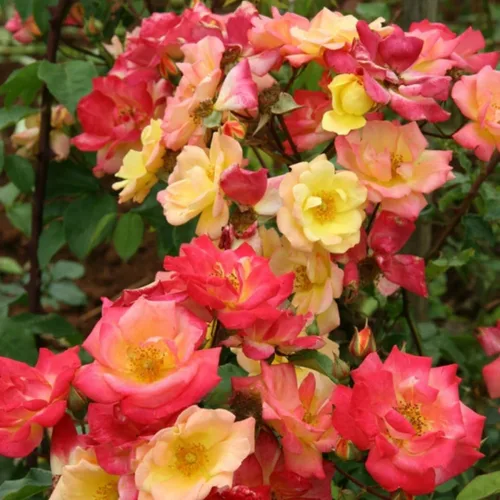 Miniatura 13 de Plantas vivas de rosas trepadoras, rosales listos para plantar, sin maceta, podados, bien enraizados, de 6 a 8 meses de edad (Fourth of July)
