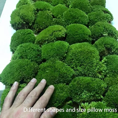 Miniatura 5 de Cojín Almohada de Musgo de Poste Preservado Color Verde Natural Decorativo Verde Natural Real Kit de Bricolaje Terrarios Arte de Jardinería 2-verde