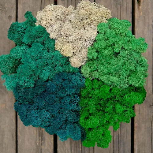 Miniatura 22 de Musgo de Reno Preservado Verde Natural Kit de Bricolaje Arte de Jardinería Decoración de Pared Decoración de Floristería Decoración de Mesa