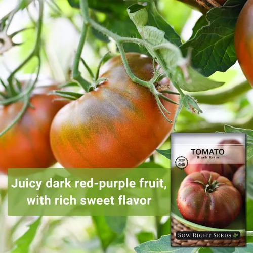 Miniatura 3 de Sow Right Seeds - Semillas de tomate Black Krim para plantar - Filete de res de color granate oscuro medio - Semillas de tomate tradicionales sin