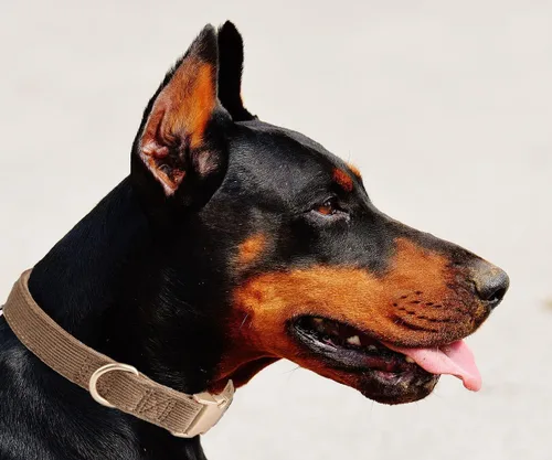 Miniatura 5 de Collar suave para perro con hebilla de metal, ajustable, duradero, cómodo, de pana de algodón, para perros grandes, medianos y pequeños, collares
