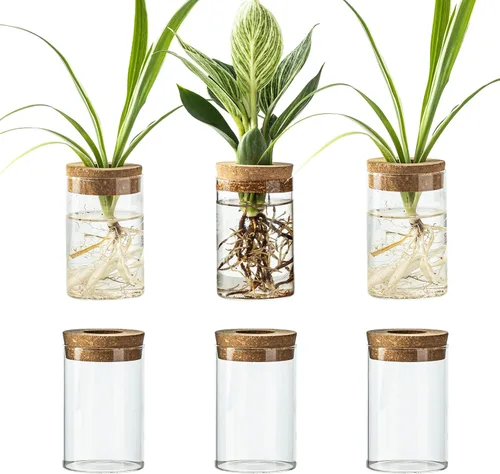 Juego de 6 estaciones de propagación de plantas de vidrio, moderno jarrón de flores de escritorio para esquejes de suculentas, decoración de oficina