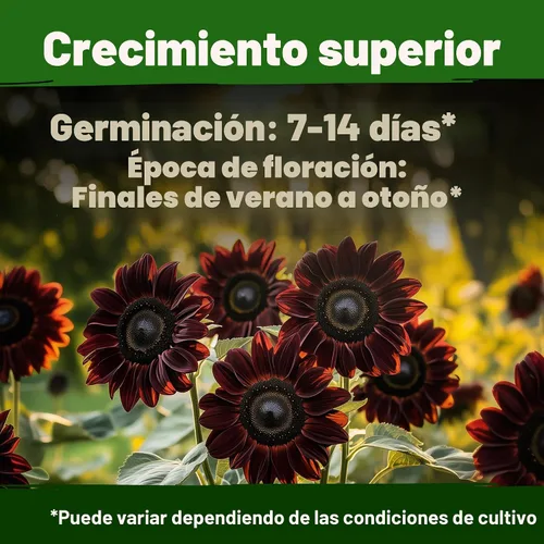 Miniatura 5 de HOME GROWN Semillas de girasol de cereza y chocolate, 75 semillas de reliquia para plantar girasoles burdeos, flor alta para jardín, polinizadores