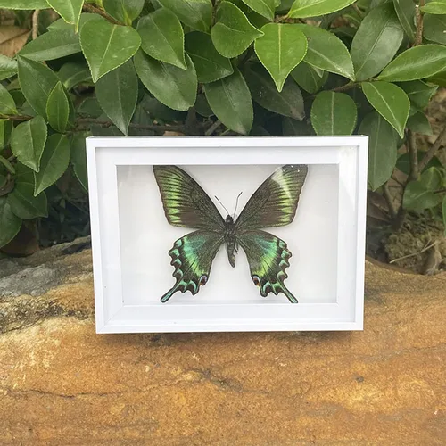 Miniatura 3 de 4 piezas de espécimen de mariposa, muestras de insectos de mariposa enmarcadas, suministros de taxidermia, caja de mariposa, regalo para hombres