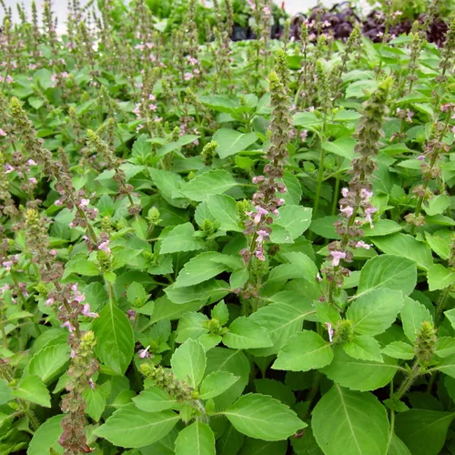 Miniatura 2 de Blue Spice - Semillas de albahaca (Ocimum americanum) Más de 100 semillas de hierbas medicinales raras en cápsulas de semillas congeladas