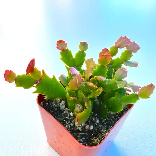 Miniatura 4 de Plantas suculentas vivas, variedades variadas en dos tamaños de maceta, plantas de fácil cuidado para interiores y exteriores, GNEM