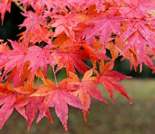 Miniatura 6 de Planta viva de arce rojo japonés, árbol de 1 a 2 pies de alto en maceta de 3 pulgadas, arce rojo enano ornamental al aire libre para paisajismo