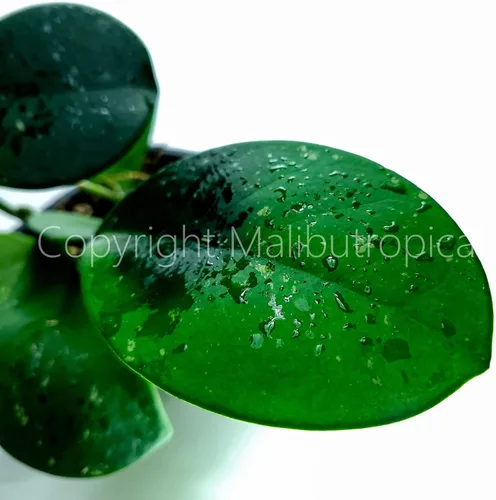 Miniatura 7 de Hoya Obovata Splash en maceta de 4" - Hojas redondas gruesas - Planta de interior Easycare