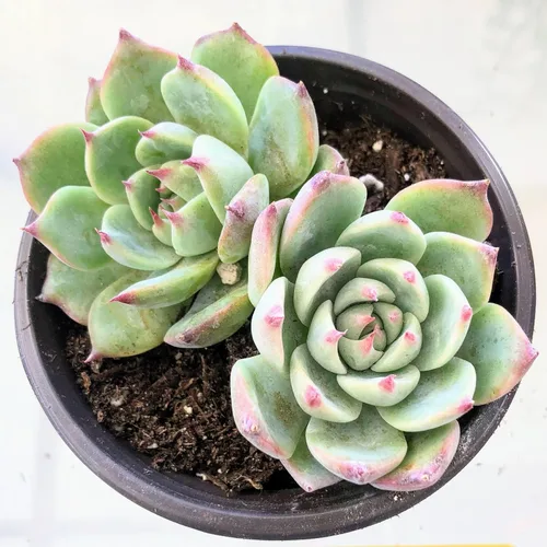 Miniatura 16 de Blissful Echeveria Alpen Glow 4" Pot Live Succulent Pink Purple Rosette Plant Easy 2 Grow, Perfect for Wedding, Party Favor and Succulent