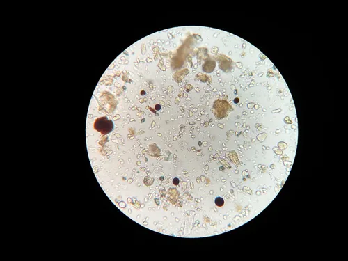 Miniatura 3 de Concentrado de suelo vivo autofloreciente para súper suelo