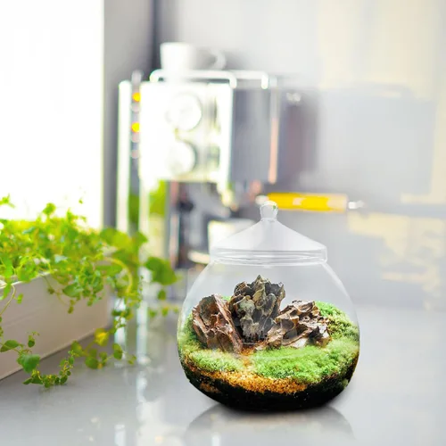Miniatura 7 de Angoily Terrario de vidrio, tarros grandes transparentes con tapa, florero de terrario para plantas