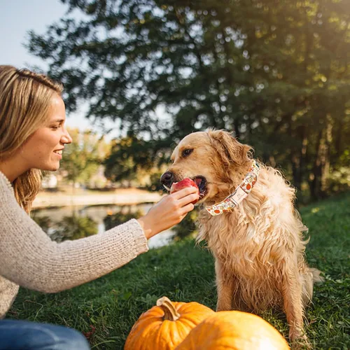 Miniatura 4 de Lionheart glory Collar de Halloween para perro, collar de otoño, ajustable, resistente, para perros grandes, collar de calabaza para perros grandes