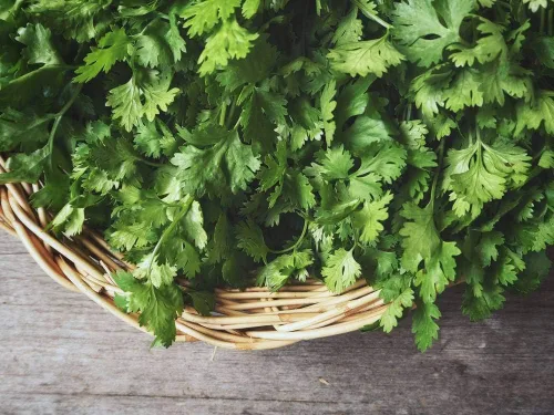 Miniatura 2 de Cilantro (perejil chino Dhania) Vegetal sin OMG para plantar 500 semillas