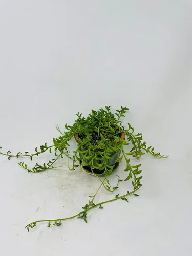 Miniatura 2 de String of Dolphins - Planta rara suculenta viva en maceta de cerámica/platillo