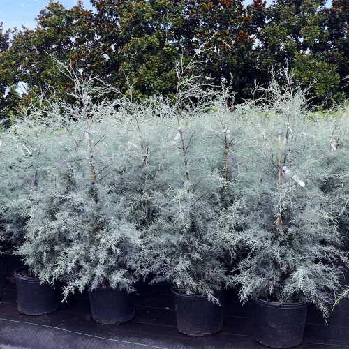 Miniatura 5 de Brighter Blooms - Árbol de hoja perenne de ciprés de hielo azul, 1-2 pies - Follaje azul hielo brillante - No hay envío a AZ No Shipping to AK
