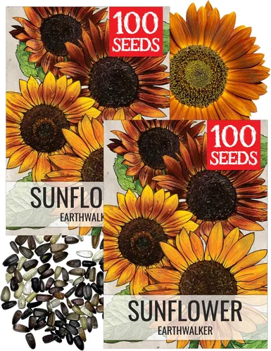 Miniatura 10 de Seed Needs Semillas de girasol para plantar girasoles de manchas solares enanas, semillas de flores de corte anual de polinización abierta