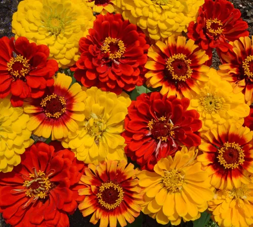 Miniatura 7 de Outsidepride - Zinnia Elegans, 1000 semillas anuales, South of The Border Flower Seed Mix, mezcla de semillas de flores para plantar
