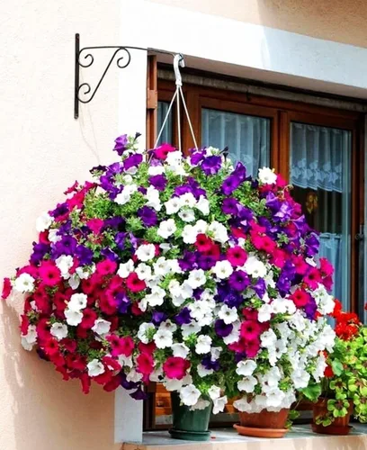 Miniatura 5 de Más de 300 semillas de petunia enana colgantes, color arcoíris mixto, bonsái, flores de grandiflora, semillas de reliquia, sin OMG, para interiores