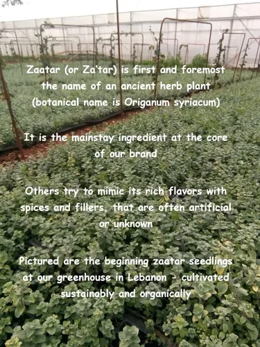 Miniatura 4 de Mezcla de especias Zaatar con hierba auténtica Zatar (Hyssop - Origanum syriacum) – Condimento Zaatar sin gluten