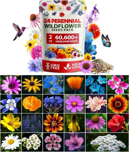 Miniatura 96 de HOME GROWN Semillas de calabaza 5 variedades, mezcla de 40+ reliquia sin OMG, alta germinación, campo de Connecticut, azul, blanco y mini calabazas