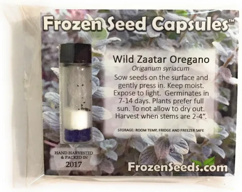 Miniatura 2 de Wild Zaatar - Semillas de orégano (Origanum syriacum) Más de 30 semillas de hierbas raras de reliquia en cápsulas de semillas congeladas