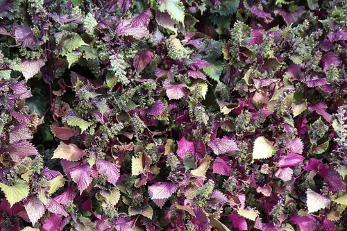 300 Semillas de hierbas ornamentales Purple SHISO, también conocidas como Perilla Frutescens, verde y morado