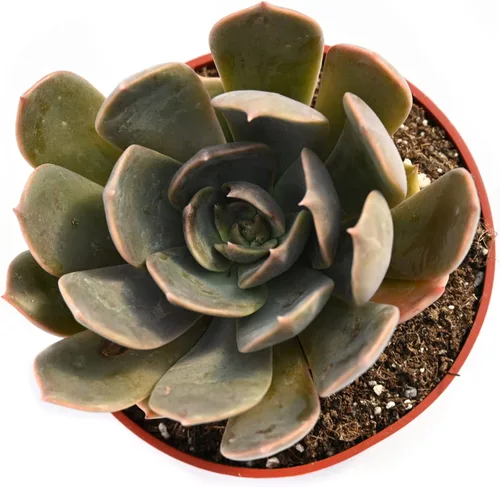 Miniatura 4 de Planta suculenta Echeveria viva - Suculenta Echeveria de 4 pulgadas con raíces completas (Echeveria Marron)