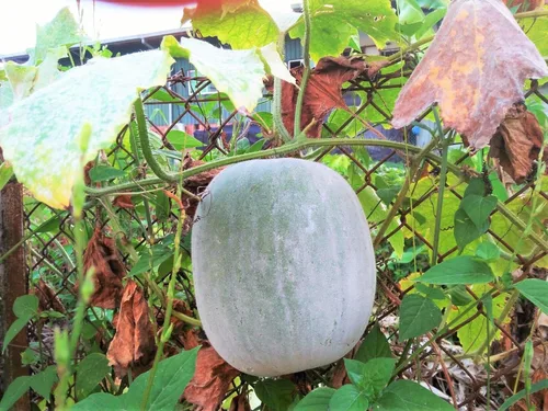 TomorrowSeeds - Semillas gigantes de melón de invierno - Más de 20 unidades - para plantar 2026 calabaza de cera de ceniza piel blanca chino Dong