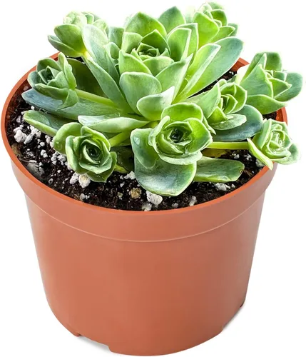 Miniatura 12 de Sprout N Green Aeonium - Almohadilla de lirio, planta suculenta viva totalmente enraizada en maceta de 4 pulgadas, oficina en casa, decoración
