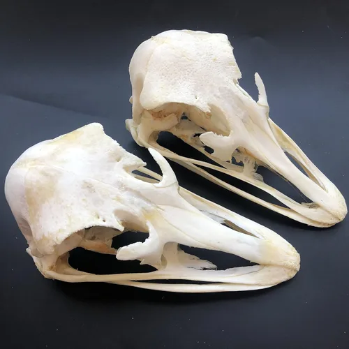 Miniatura 16 de Venta al por mayor 1/2/3/5/10 piezas de taxidermia animales reales, espécimen de huesos reales, suministros de arte hueso veterinario medicina 1: 1